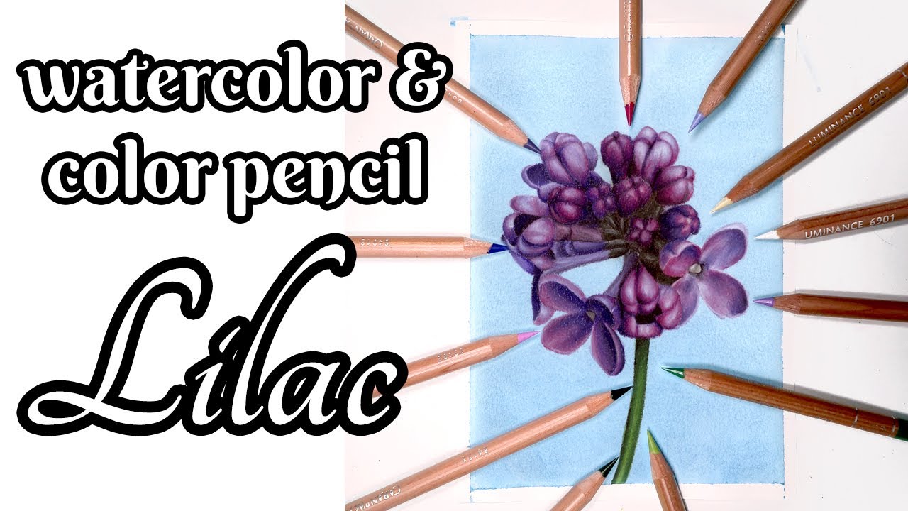 How to Draw a Lilac: Watercolor and Colored Pencil Tutorial