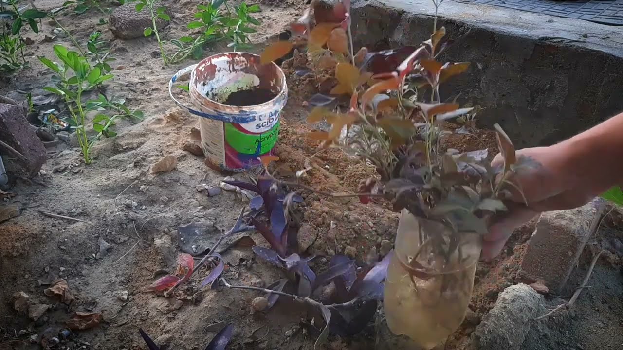 بشرطين مهمين جدا .. هتقدر تزرع ٥٠ شتلة فعشر دقايق بس