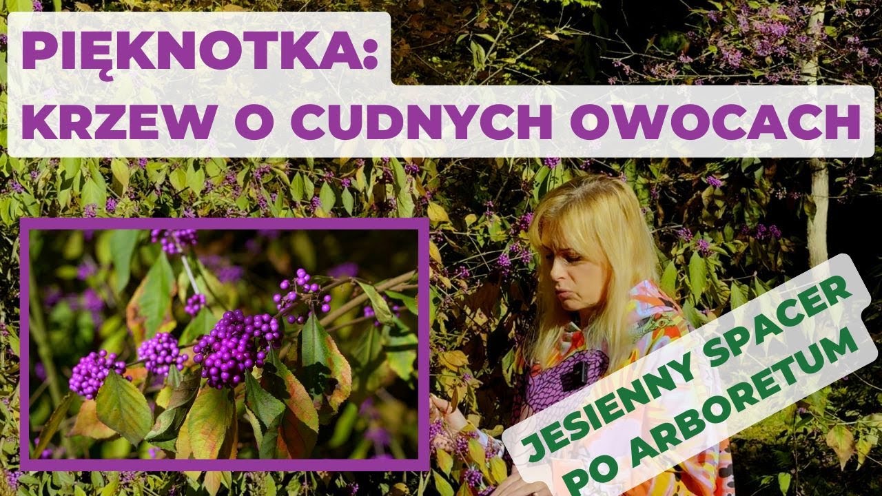 Krzew o cudnych owocach: pięknotka, jesienna piękność. Wizyta w Arboretum w Rogowie.