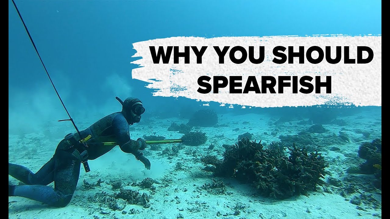 Why You Should Spearfish: Spearfishing 101 Series Finale