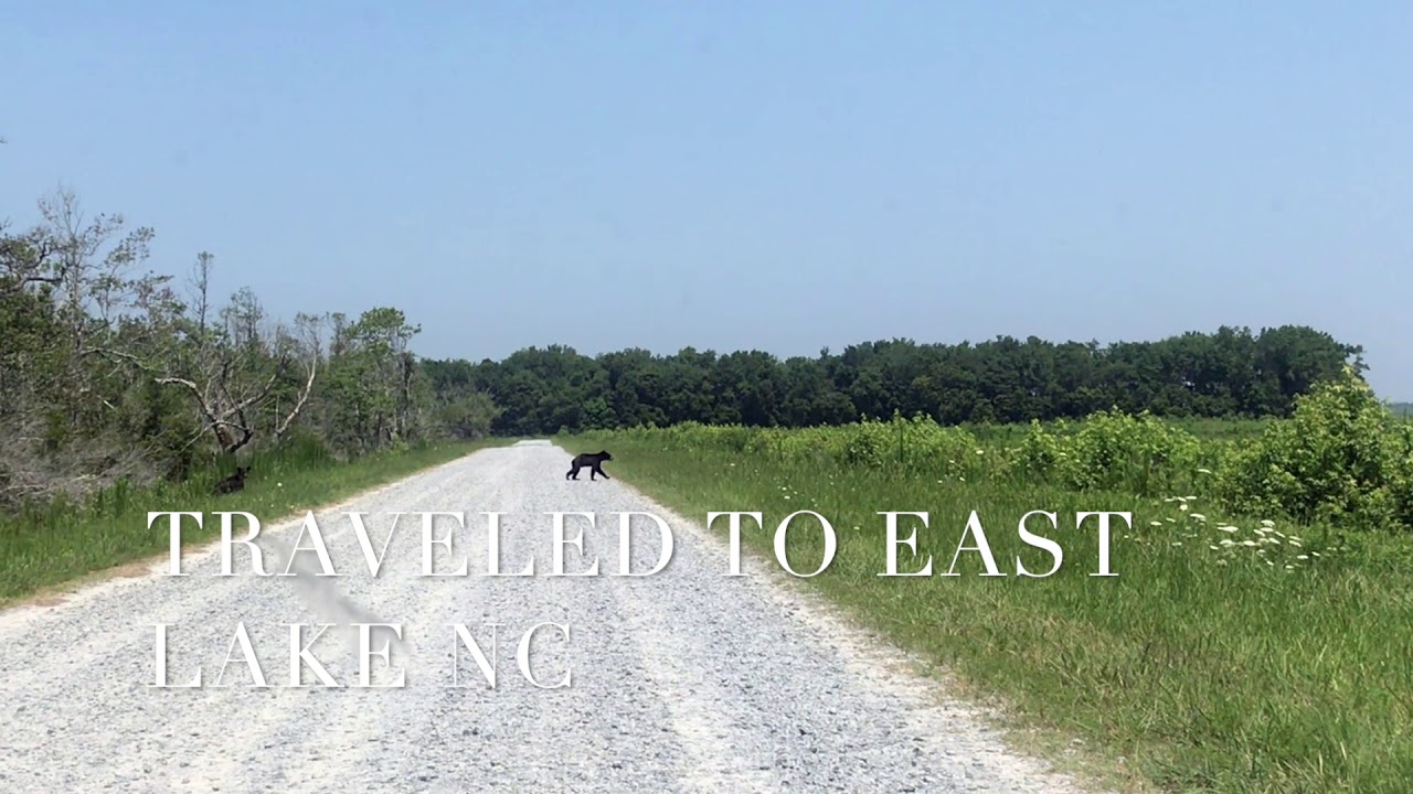 A Trip to Alligator River - National Wildlife Refuge in North Carolina