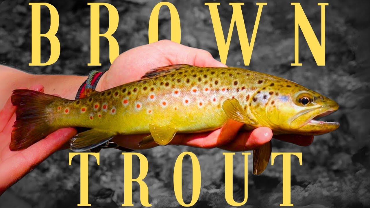 Gila Wilderness Fly Fishing | Hunting for New Mexico Trout