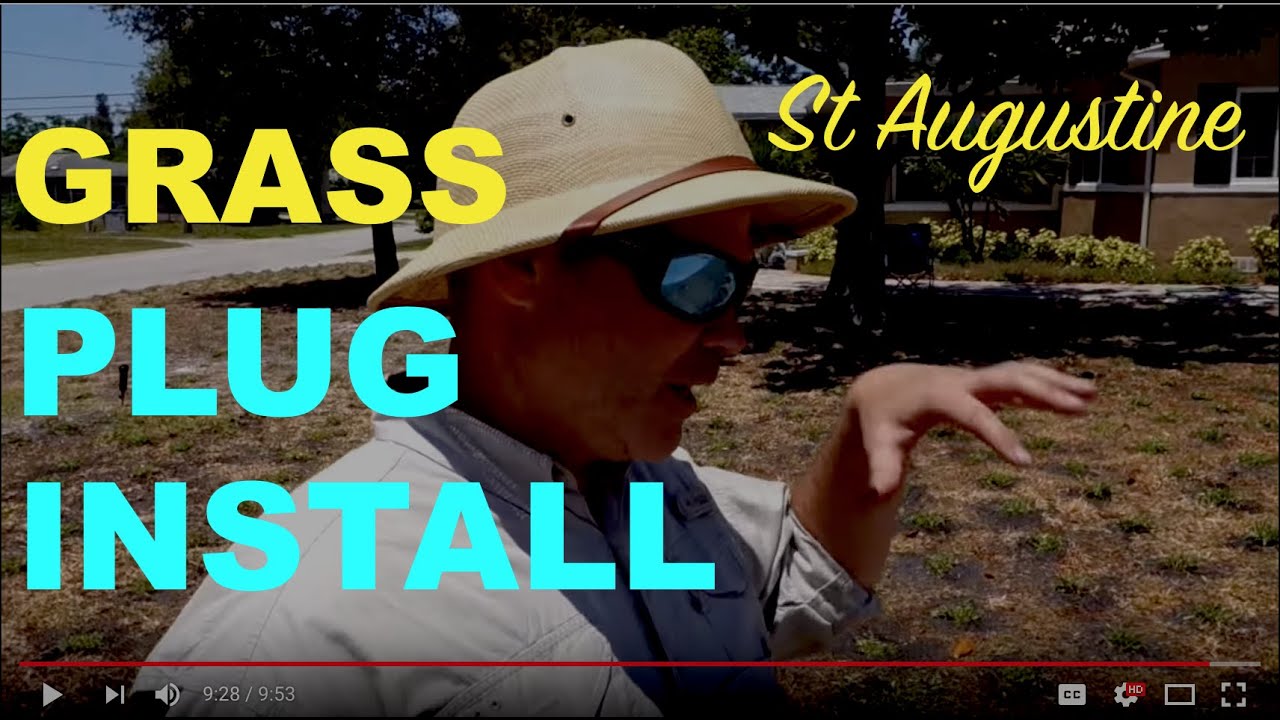 How To Install St Augustine Grass Plugs