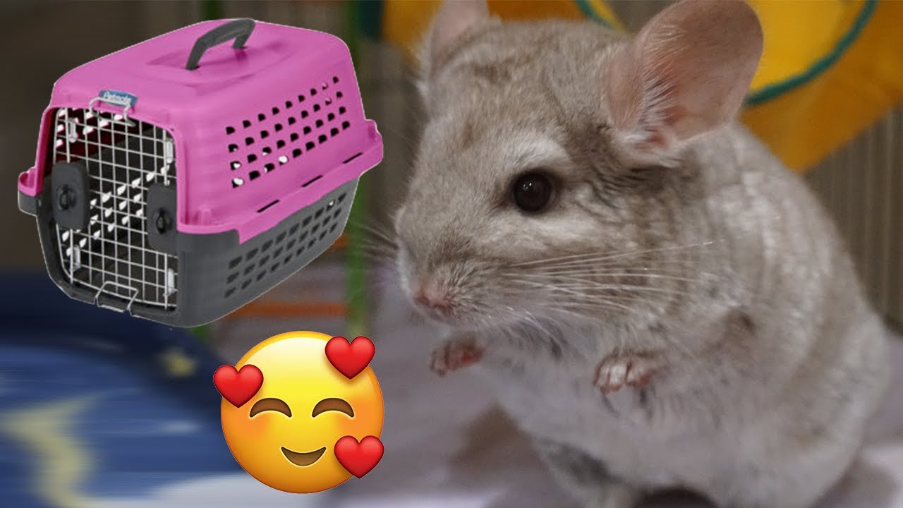 ADOPTING A CHINCHILLA