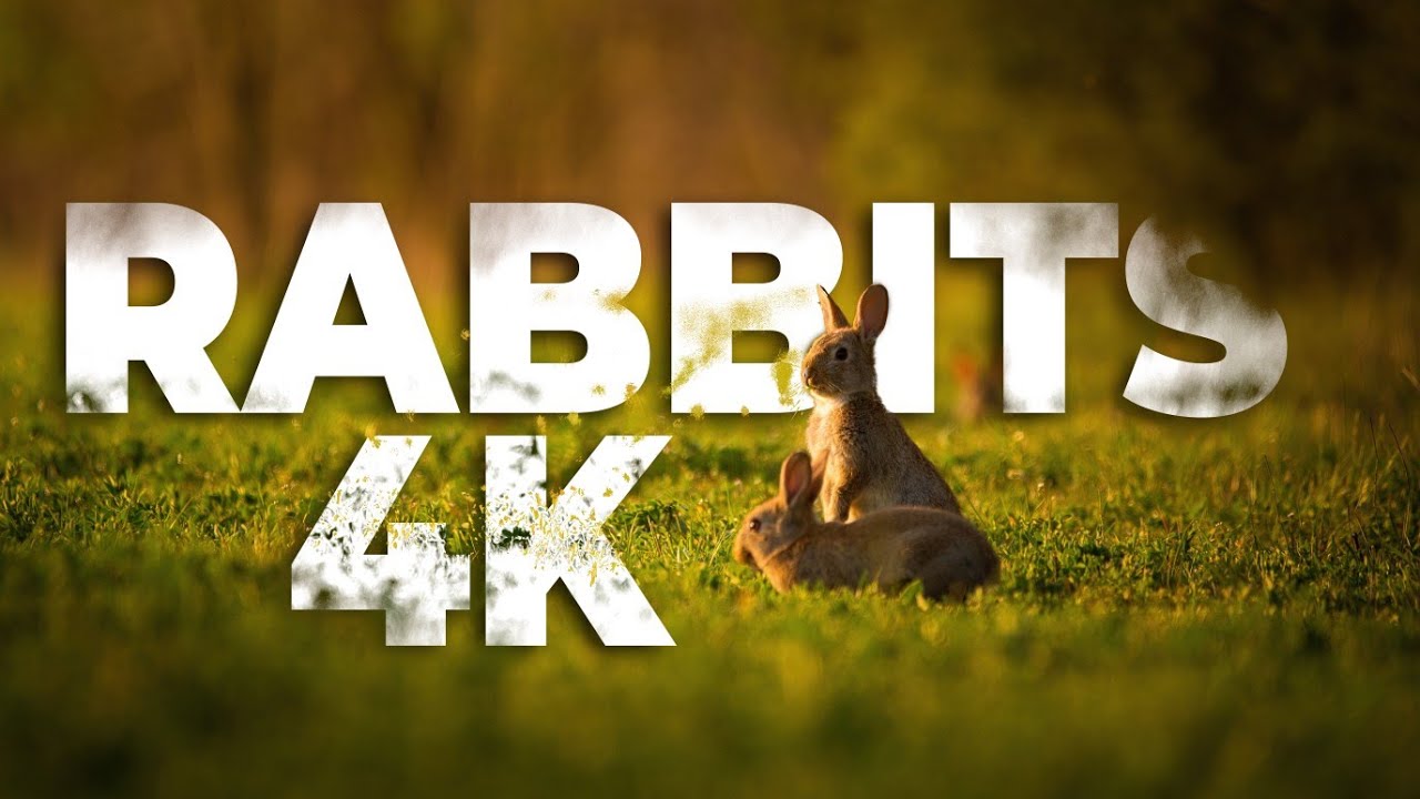 Rabbits 4k | 