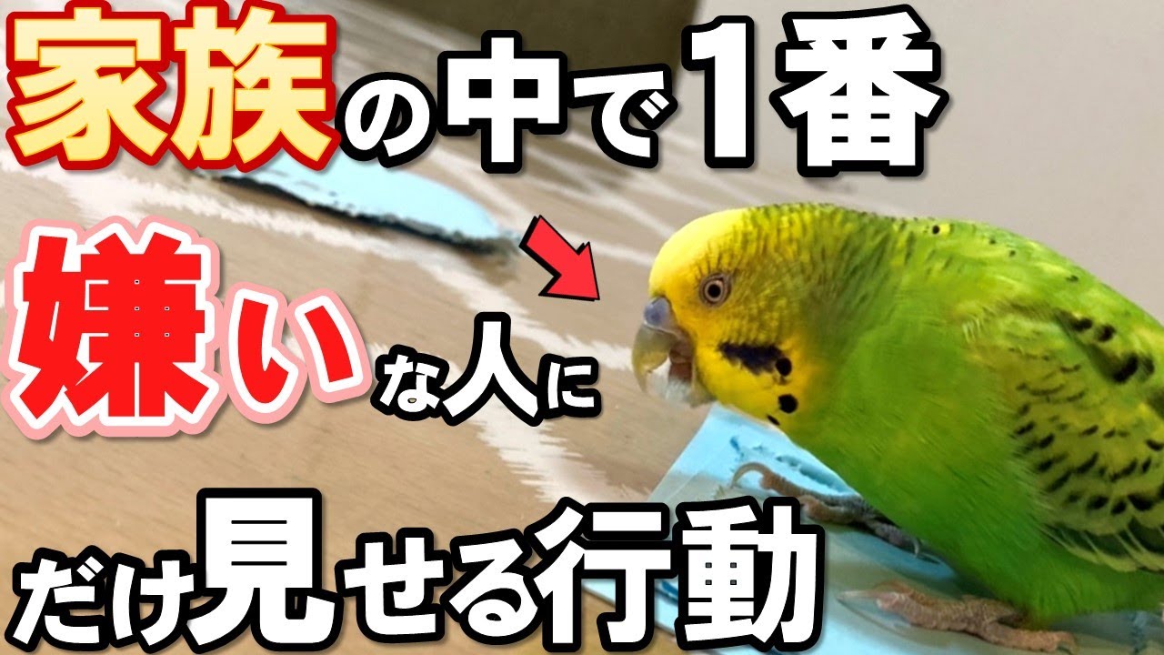 【決定版】セキセイインコが嫌いな相手にしか見せない仕草と特徴