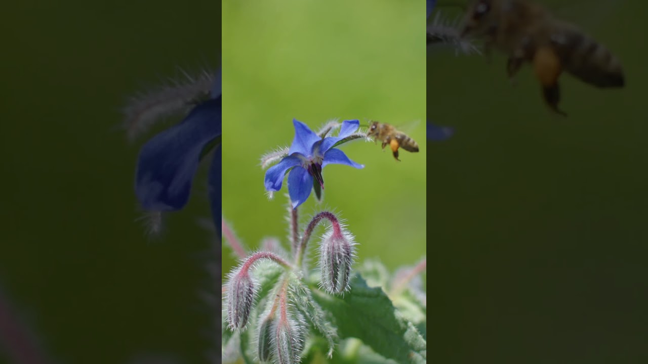 This Edible Flower Tastes Like Cucumber! #shorts #kitchengarden