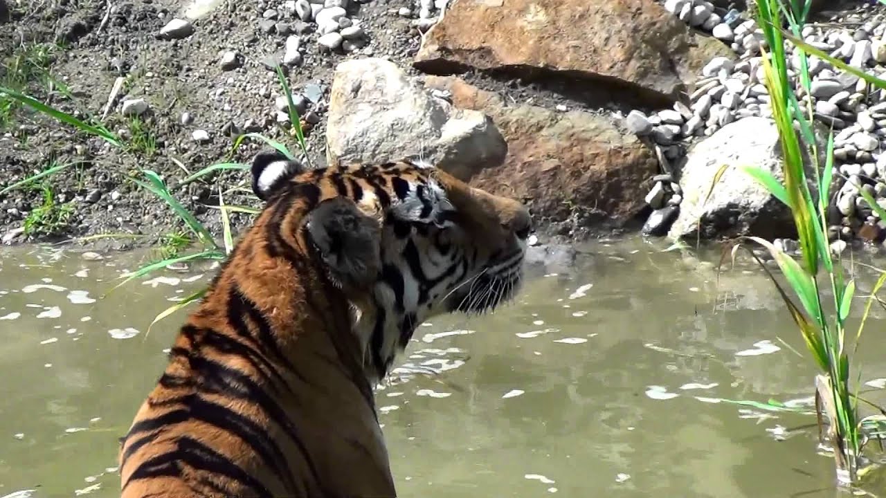 Im Reich der Tiger (ZOOM Erlebniswelt Gelsenkirchen)
