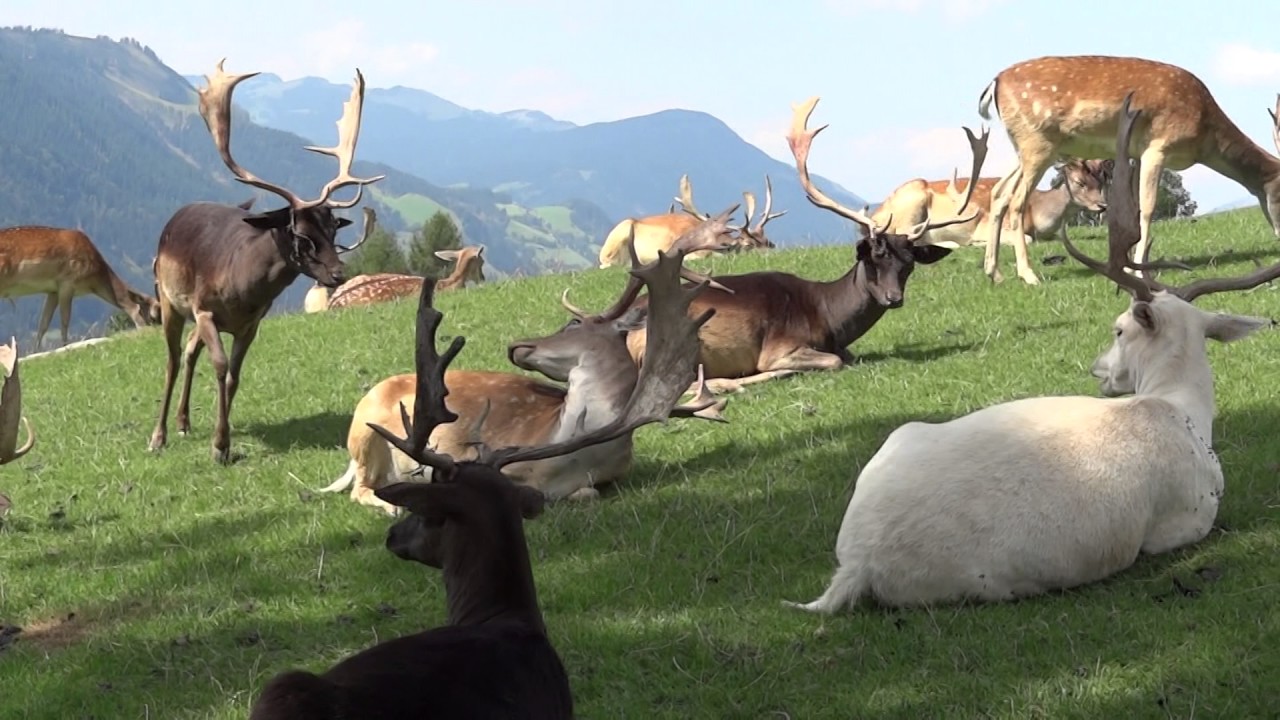 Aurach Bei Kitzbühel Österreich Tirol