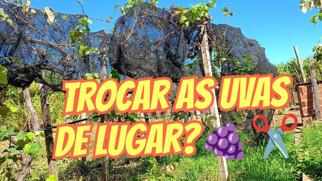 Será que eu troco as parreiras de uva de lugar ?