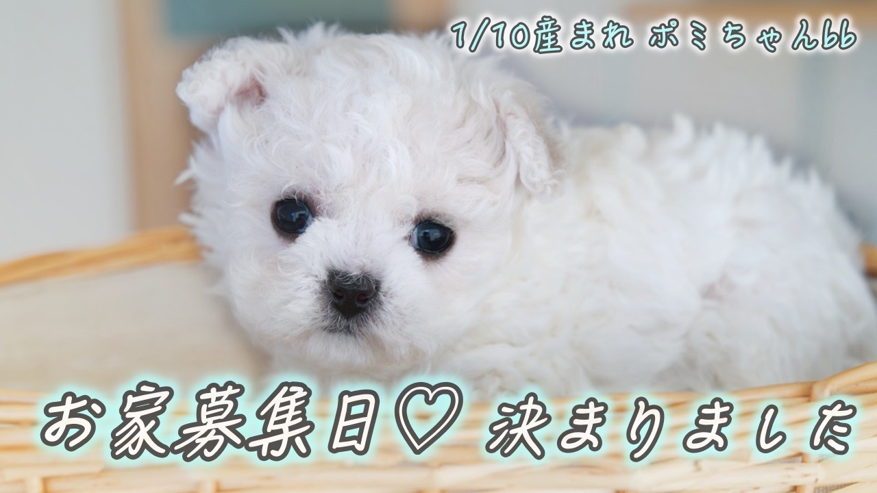 【韓国ビション　仔犬】1/10産まれ🍼✨ポミちゃんbb🐻‍❄️🩵 お家募集日🏡💓決まりました🙌✨✨