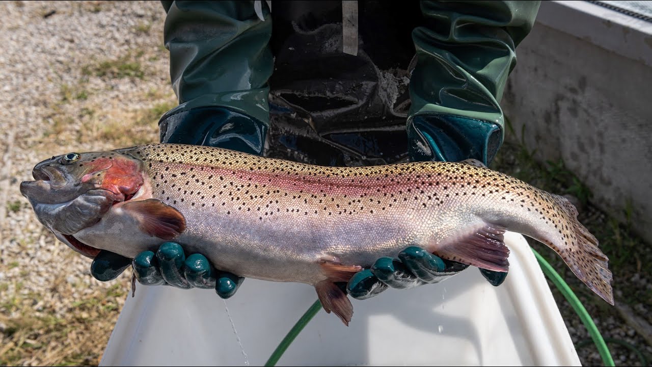 Reproduction and Spawning in Salmonid Fishes
