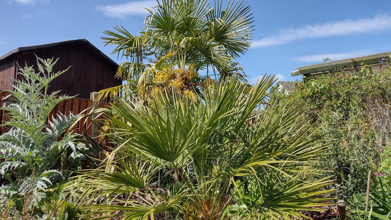 UK tropical garden tour May 2025
