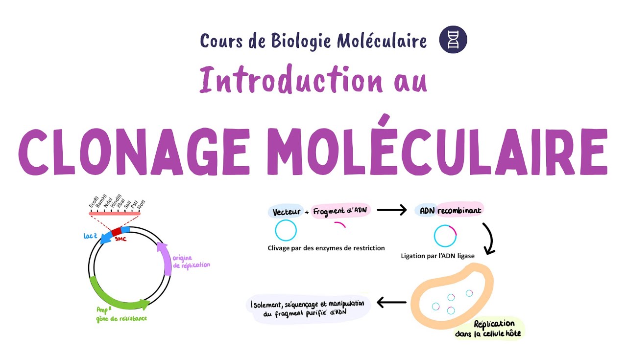 Introduction au clonage moléculaire de l'ADN