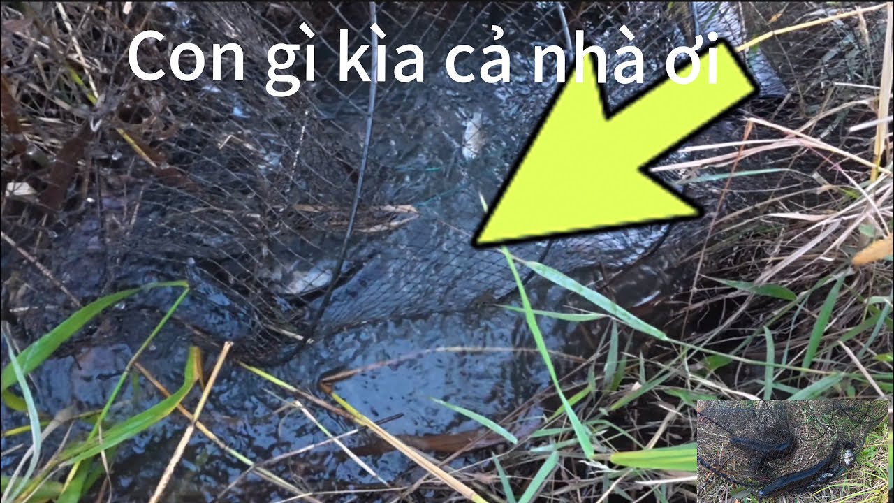 Thăm lờ gặp con hugo to quá