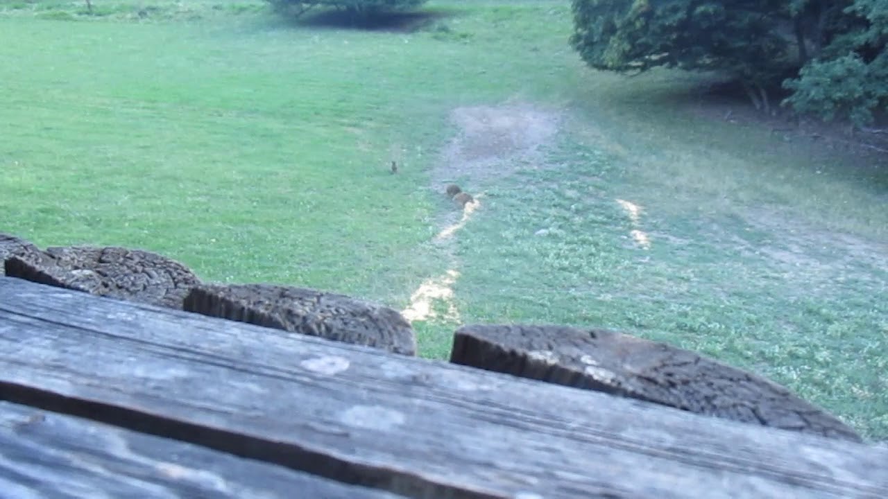 Lov Lukem Slovensko - Bowhunting Slovakia 2