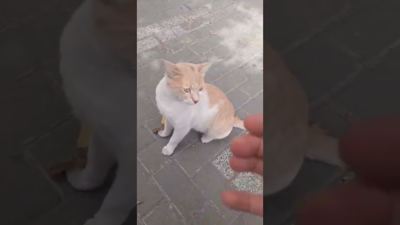 Sweet cats