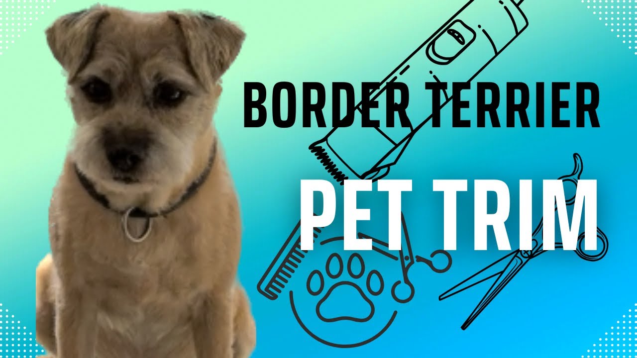 Grooming a border terrier