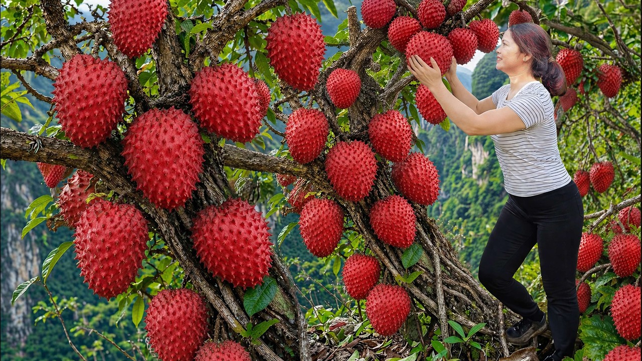 Harvesting Giant Red Custard Apple | Market Crowd Goes Crazy Fruit This - Fruit Huge Profit Day