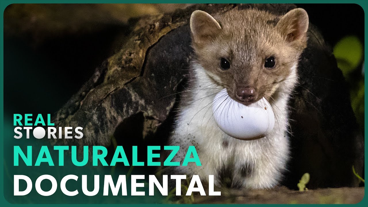 Renacimiento Salvaje: Los Asombrosos Animales de La Jayona | Documental 4K | Real Stories