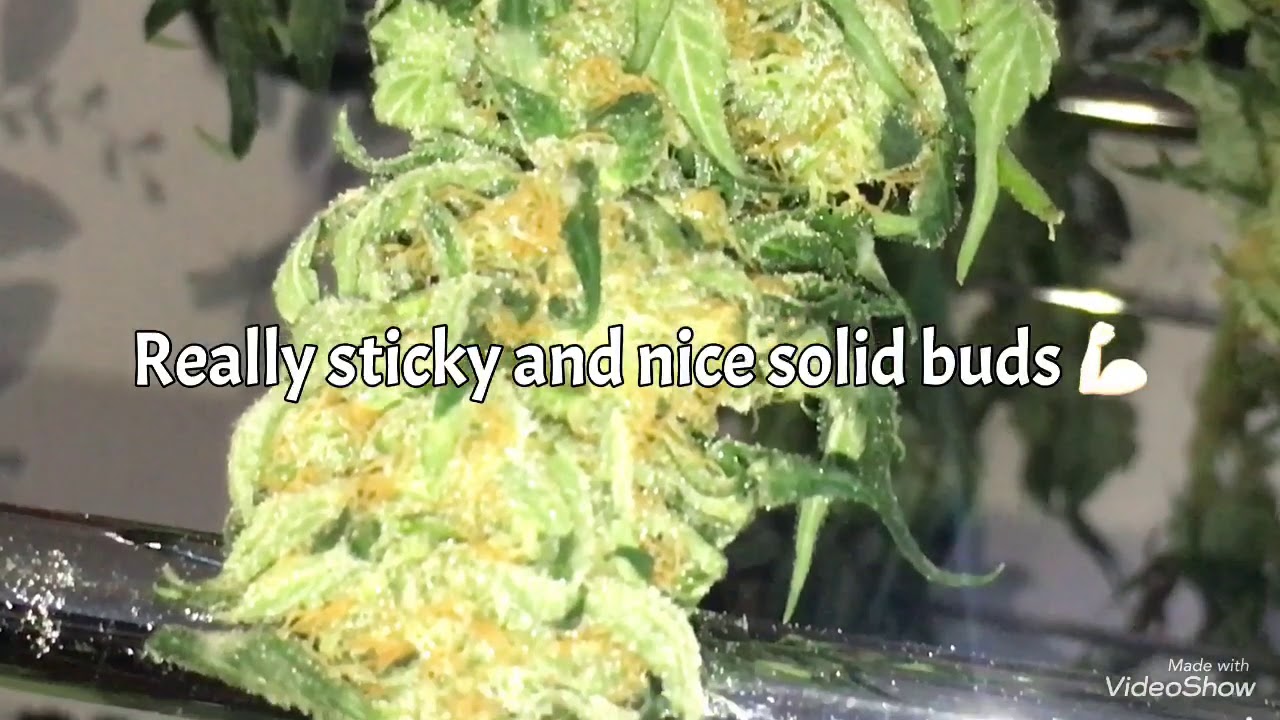 Mother Of All Cherry, Choc Mint OG and Sir Prize Week 8 Chop Down ✂️🌱🔥