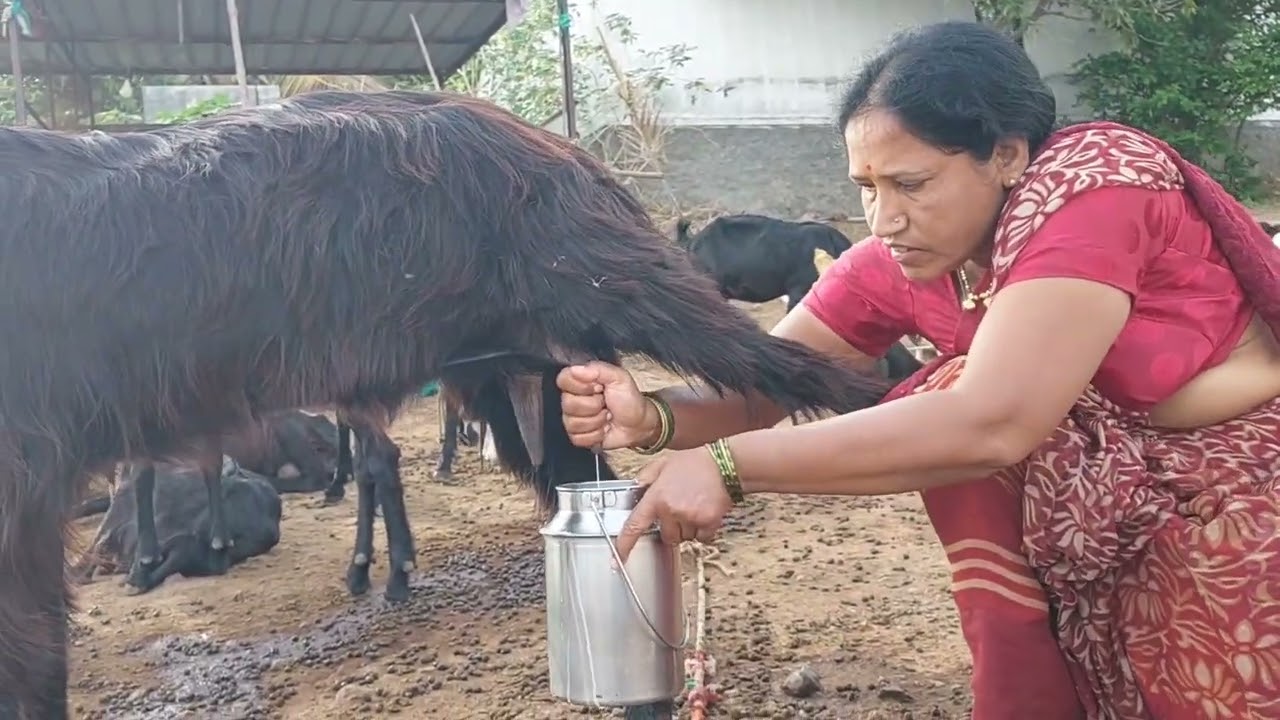 #viral #goat 🐐#milk #making #vlog 🌳🍀🎃☘️💧🥛🌿