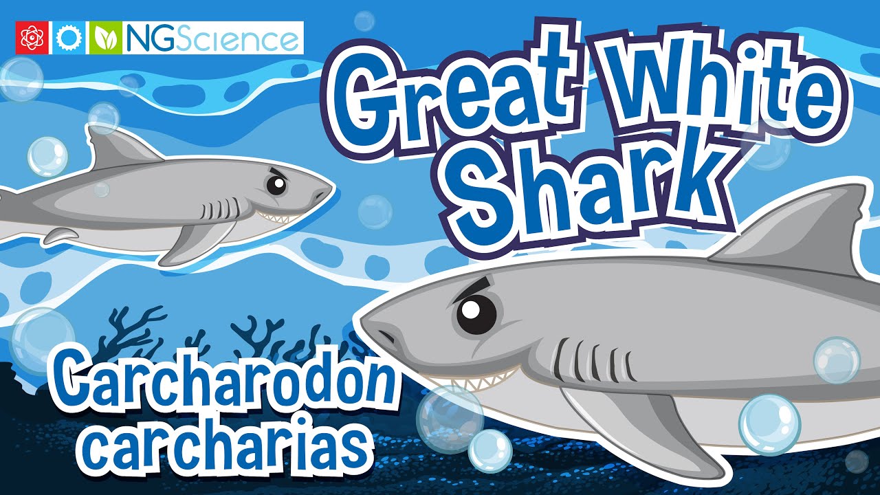 Большая белая акула (Carcharodon carcharias)