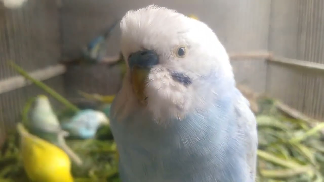 🐦インコのお世話密着｜静かに学ぶ飼育の基本