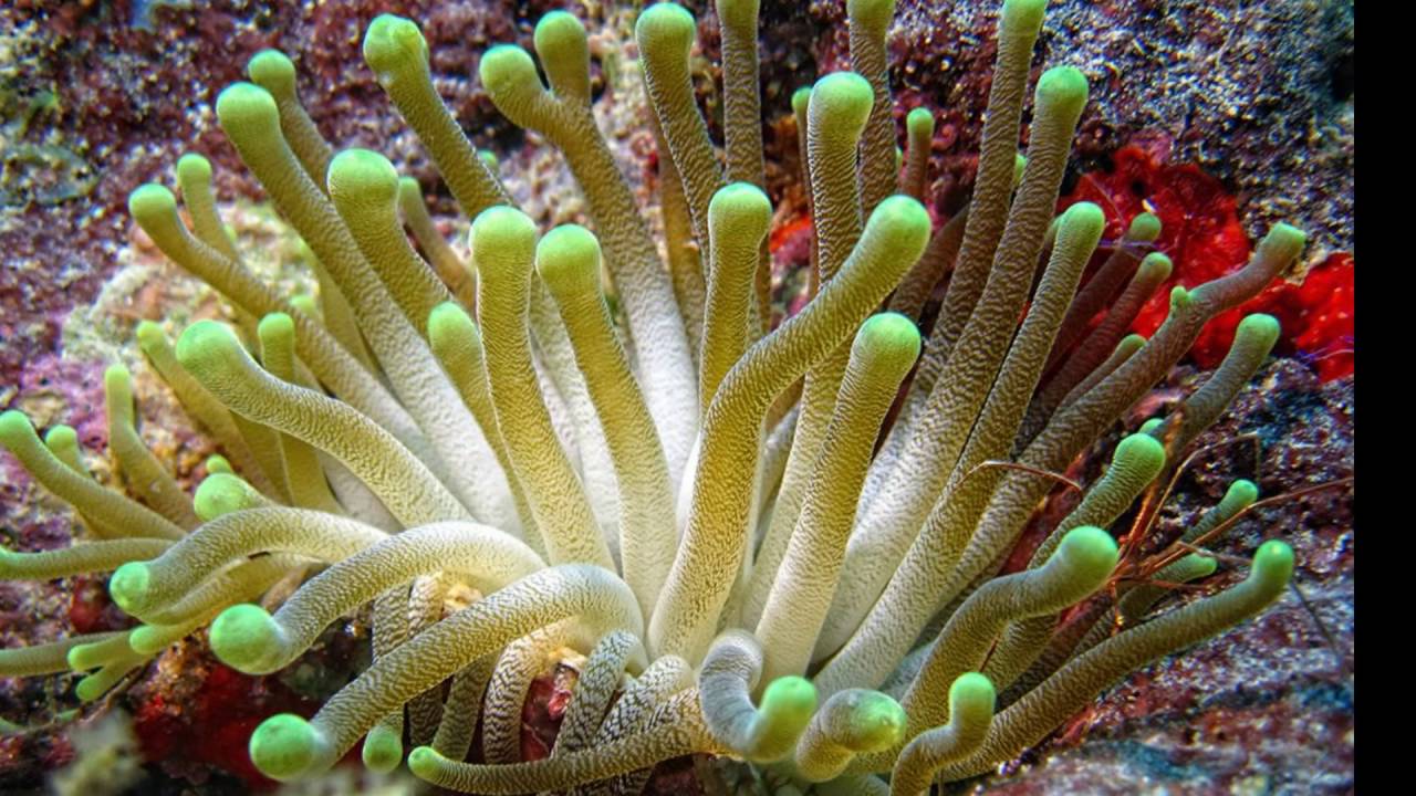 EL PROCESO DIGESTIVO EN LOS INVERTEBRADOS
