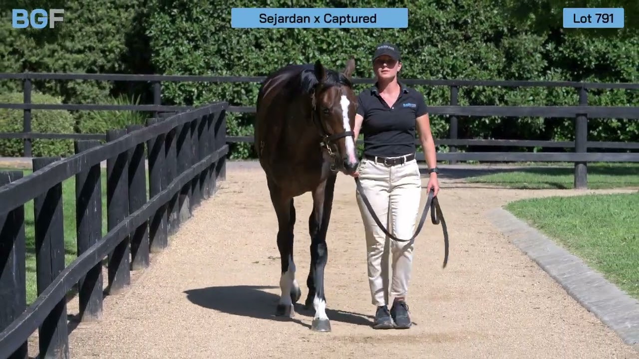 Lot 791 - Sejardan x Captured filly - 2026 Inglis Premier Yearling Sale 