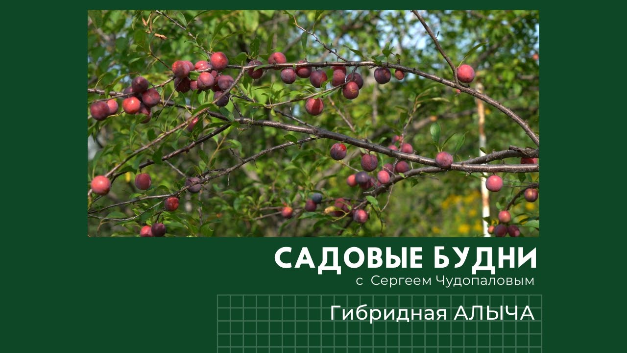 Садовые Будни с Сергеем Чудопаловым. Алыча и персик