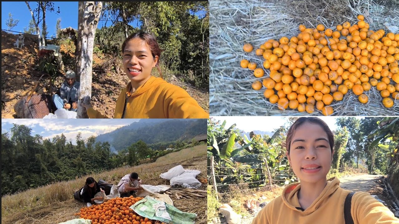 Orange business during college vacation time!! Arunachal pradesh #northeastindia #dailyvlog 