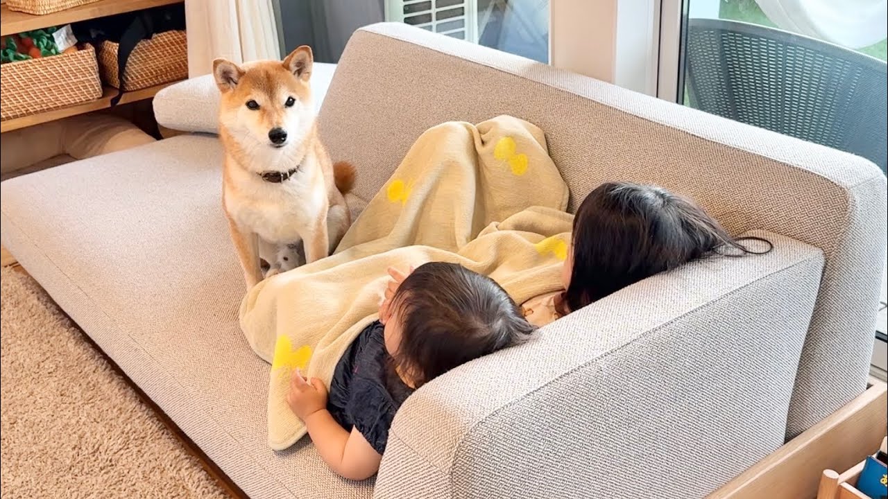 柴犬と女の子姉妹で過ごす最高の夏休みがやってきた