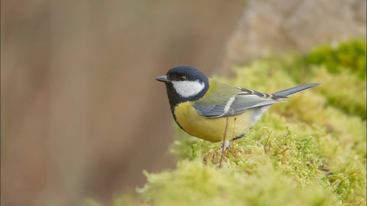 Chant de la Mésange charbonnière (Parus major) - BirdCam 🐦‍⬛