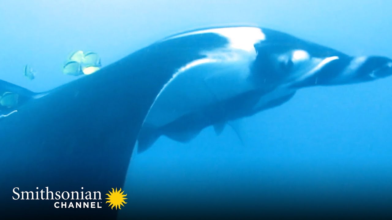 Manta Rays Are Smart Enough to Give These Fish Instructions 🐠 Great Blue Wild | Smithsonian Channel