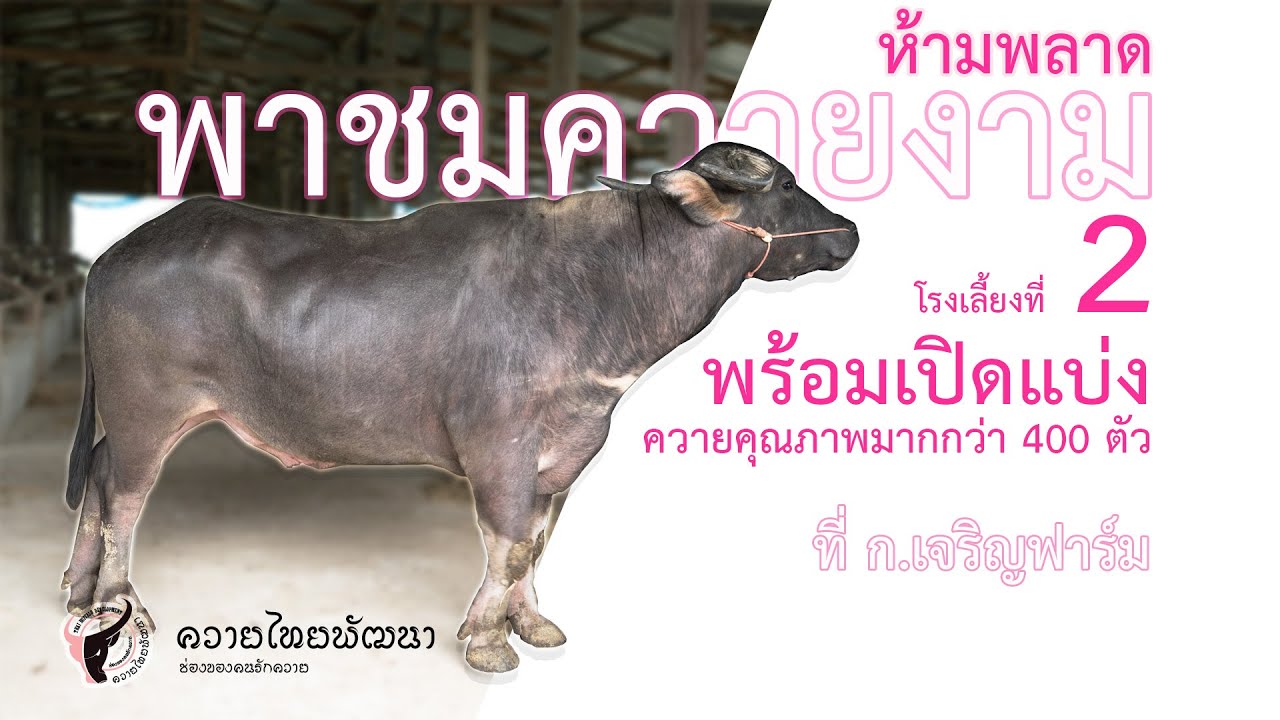 พาชมควายงาม พร้อมเปิดแบ่งควายคุณภาพมากกว่า 400 ตัว ที่ ก.เจริญฟาร์ม โรงเลี้ยงที่ 2