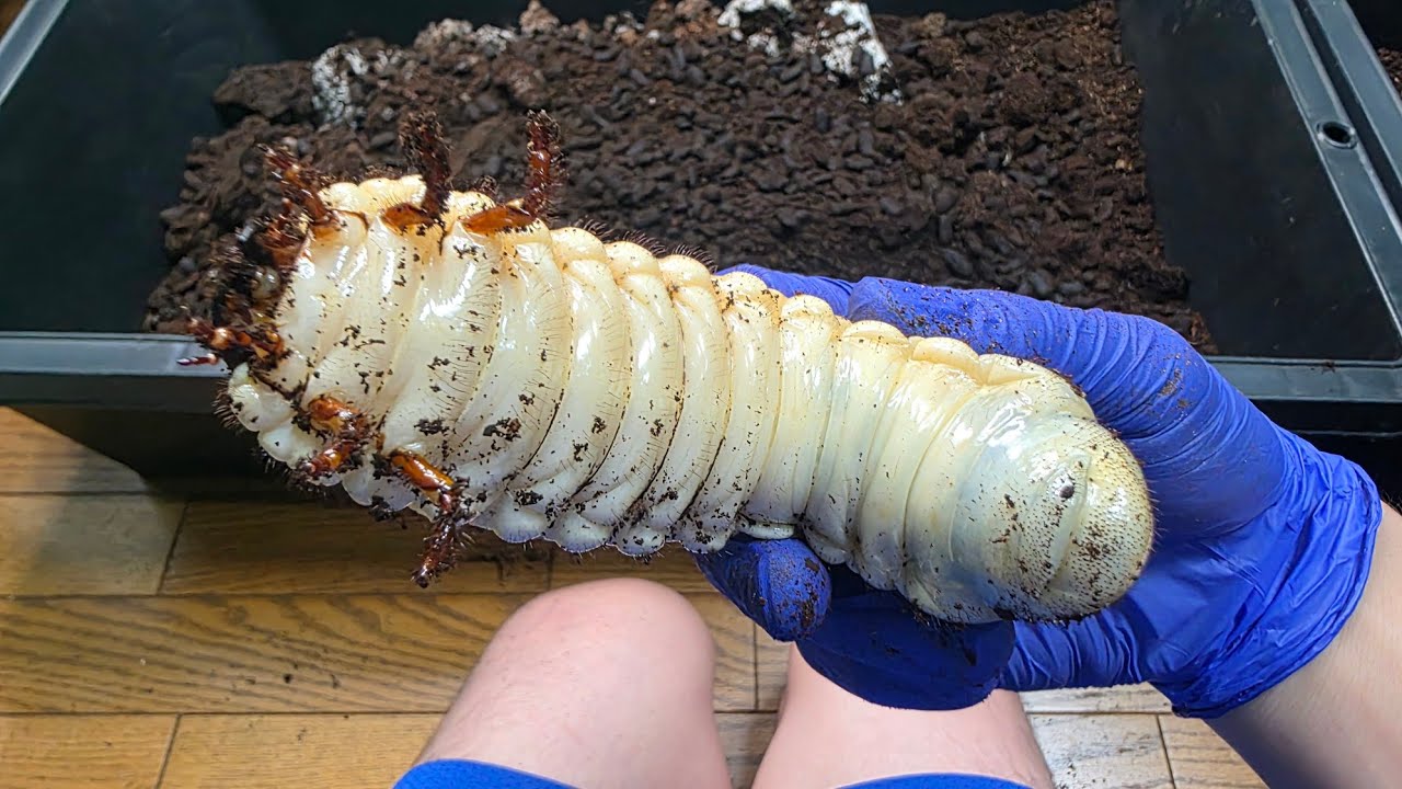 世界最大のカブトムシの幼虫がデカすぎて怖い