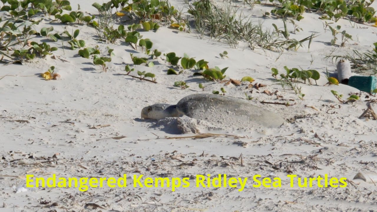 Endangered Kemps Ridley Sea Turtles