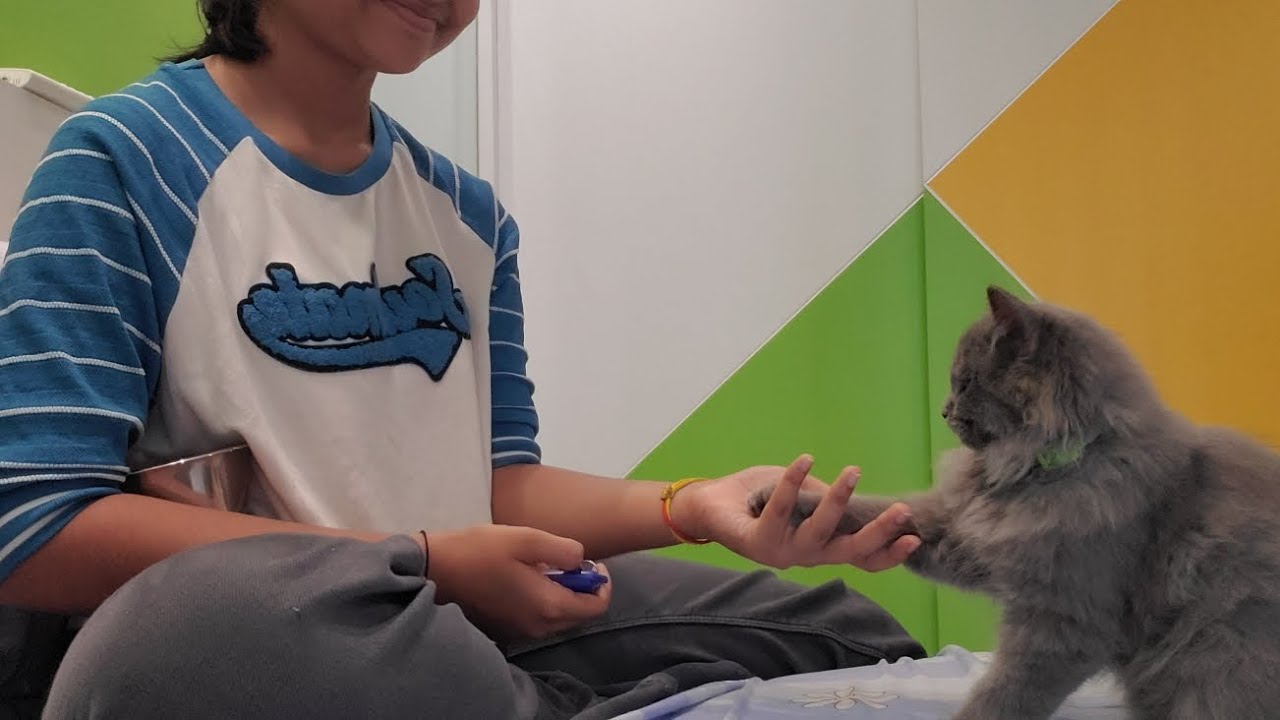 How I Train my 3 Month old Kitten Tricks [TIPS & TRICKS]