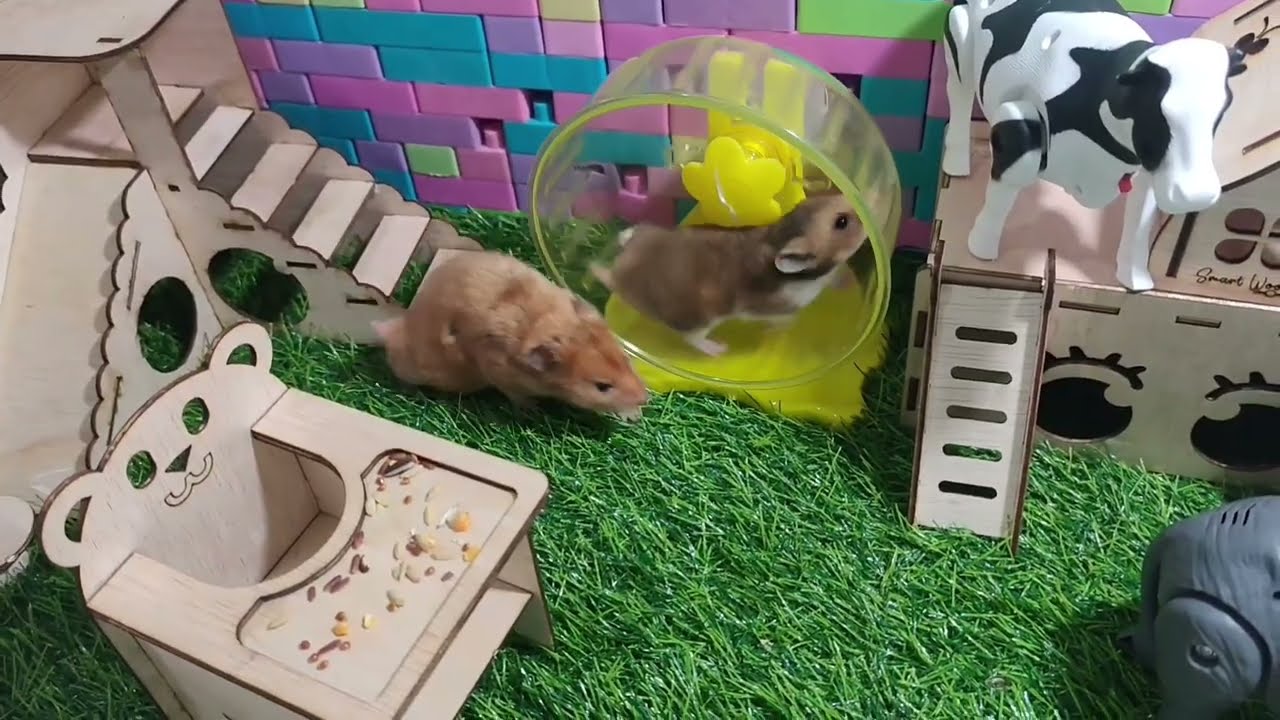 A Full Day with My Hamster Team 🐹 | Play, Eat, Drink & Run All Day!