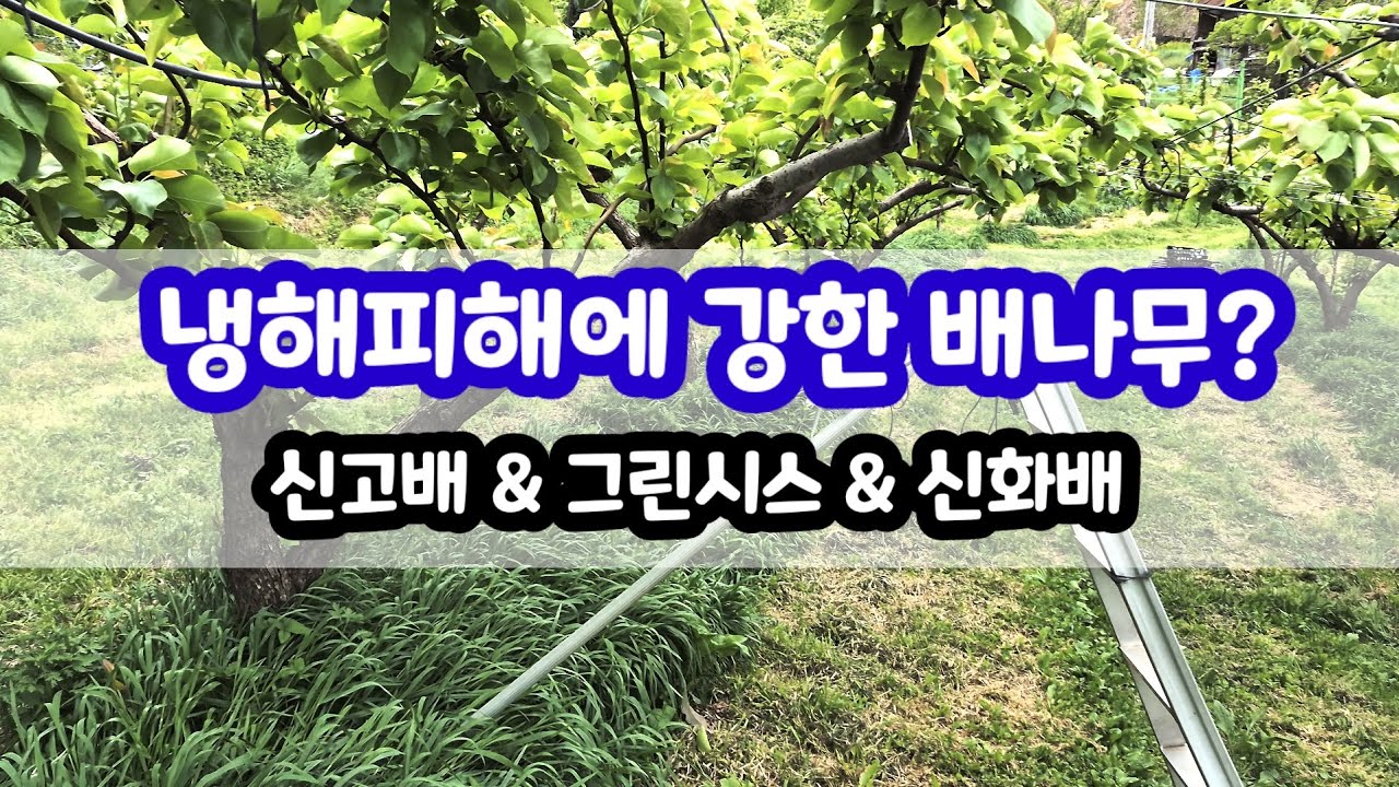 그린시스, 신화, 신고배 배나무 냉해피해 기록