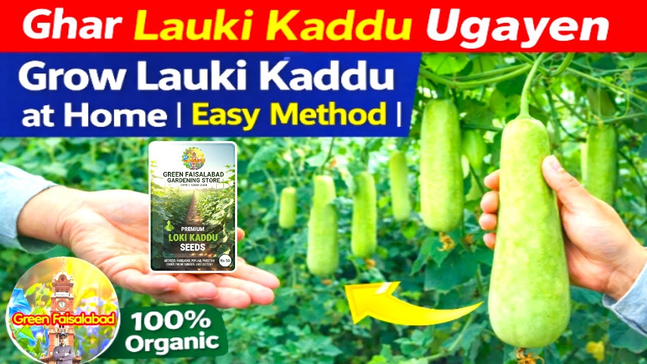 How to Grow Lauki Kaddu at Home | Easy Method for Beginners | Green Faisalabad Gardening