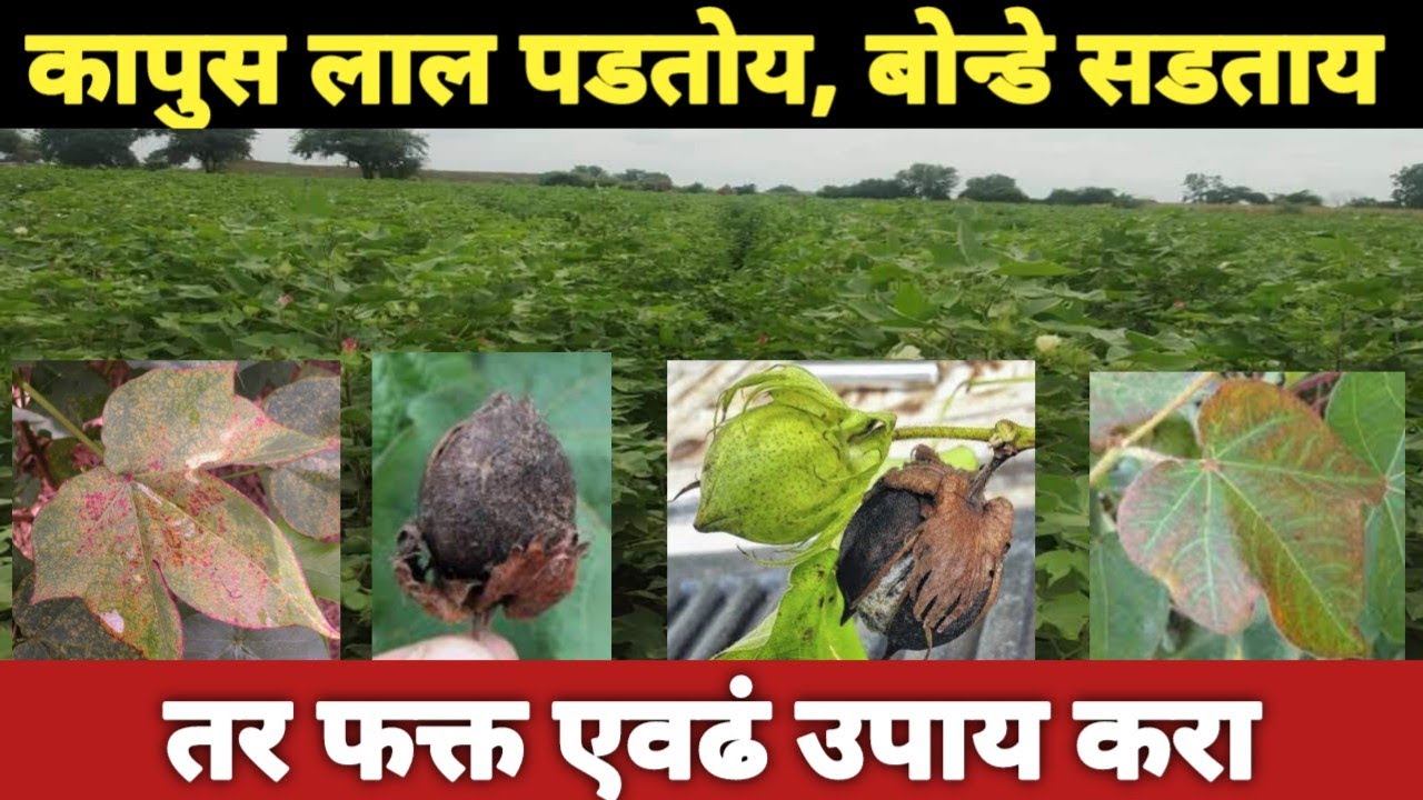 कापूस लाल पडतोय बोंडे सडताय तर घाबरू नका फक्त एवढं करा... kapus pik /kapus favarni