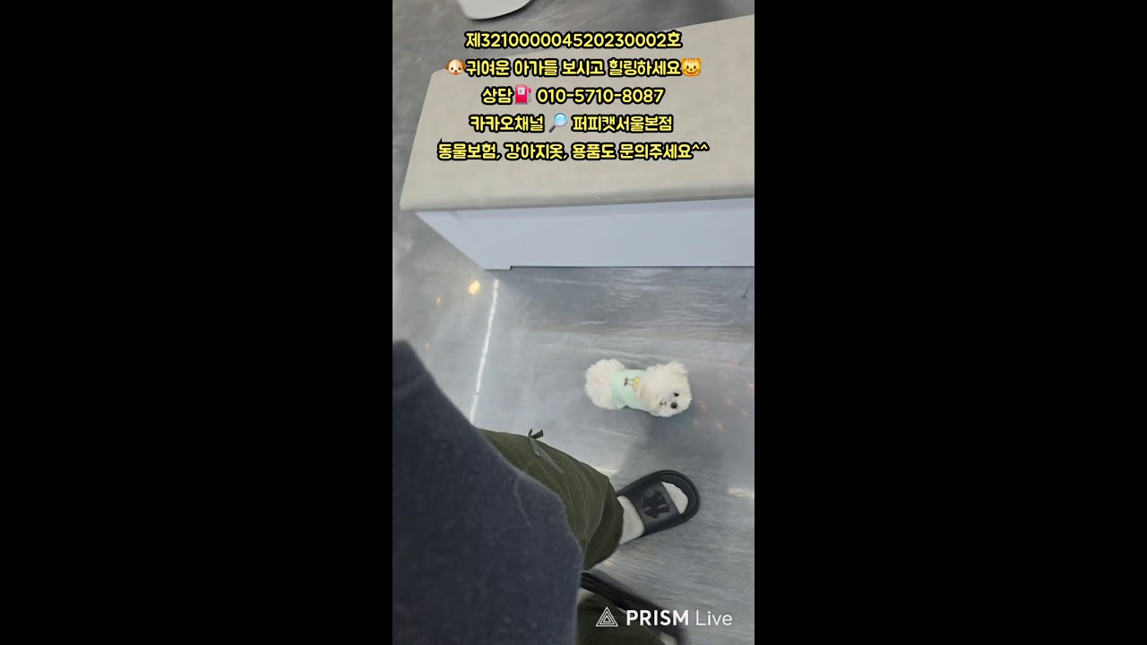 🐶퍼피캣서울본점😺 #퍼피캣  #강아지분양 #고양이 #고양이분양 #애견분양 #댕댕이 #라이브 #live