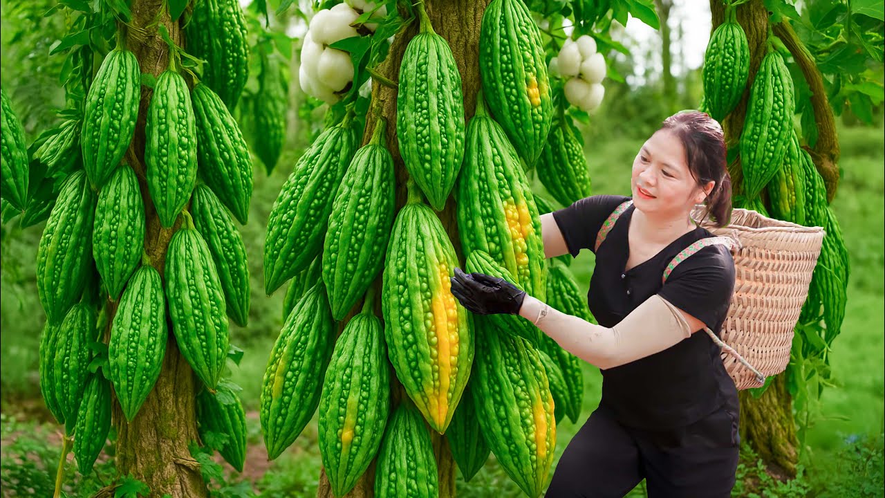 We Harvested A Mountain of Bitter Melons! | 3 Easiest Recipes You Can Try Today