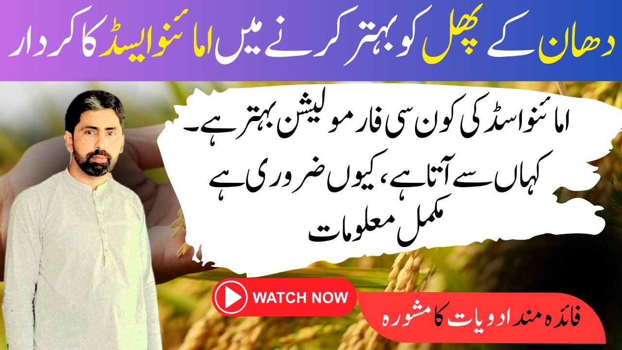 How Amino Acids Boost Crop Health and Yield 🌾🌿🚜| دھان کی فصل میں امائینو ایسڈ کا کردار