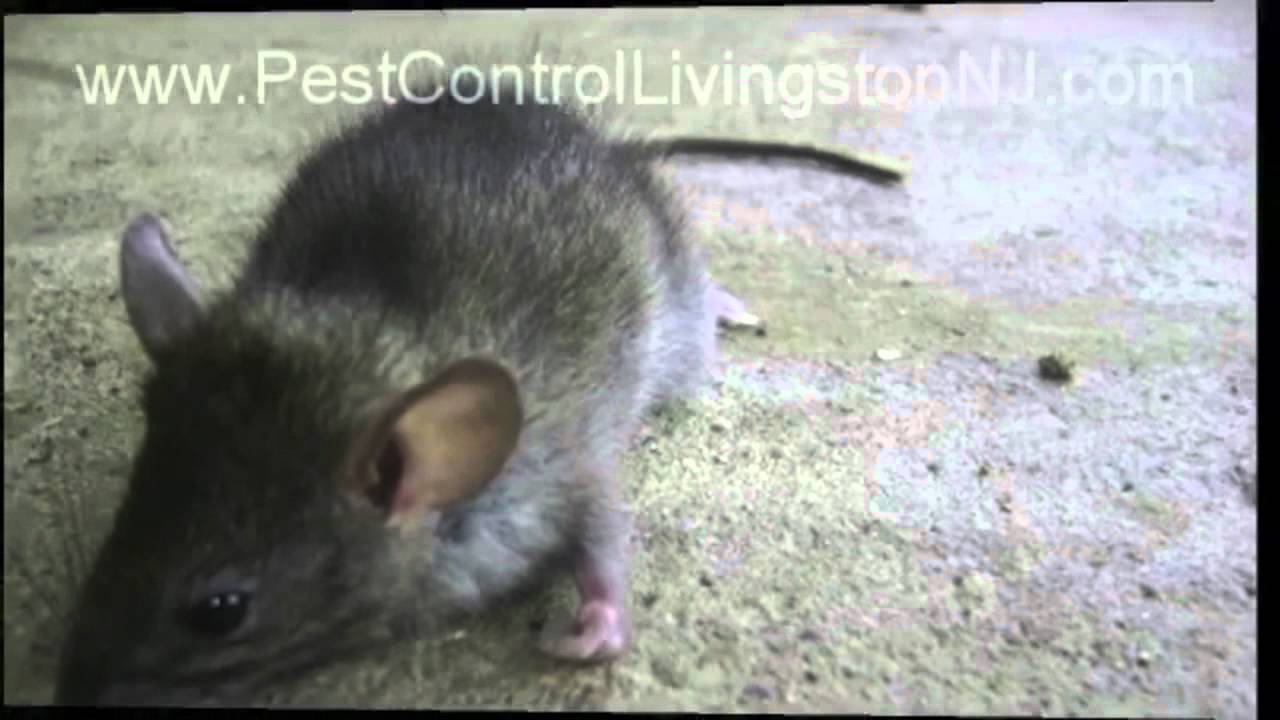 Mice Control in Livingston NJ ~ Mice Extermination