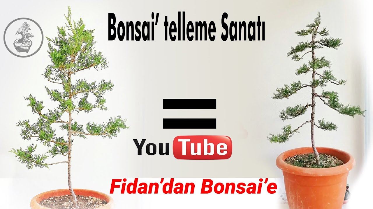 ( Bonsai 'telleme Tekniği ) Bir fidan telleme Tekniği ile Nasıl Şekillenir. (How to Bonsai Wire)