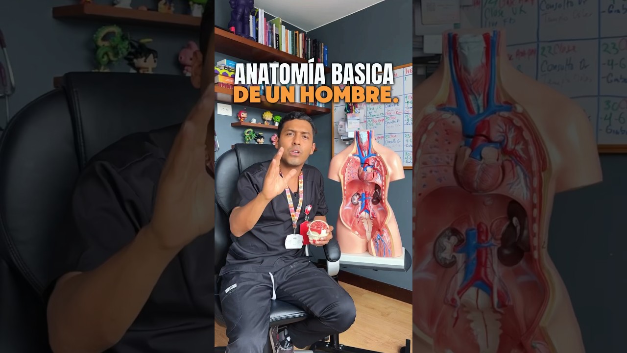 Esta es la anatomía básica de un hombre 👨🏽