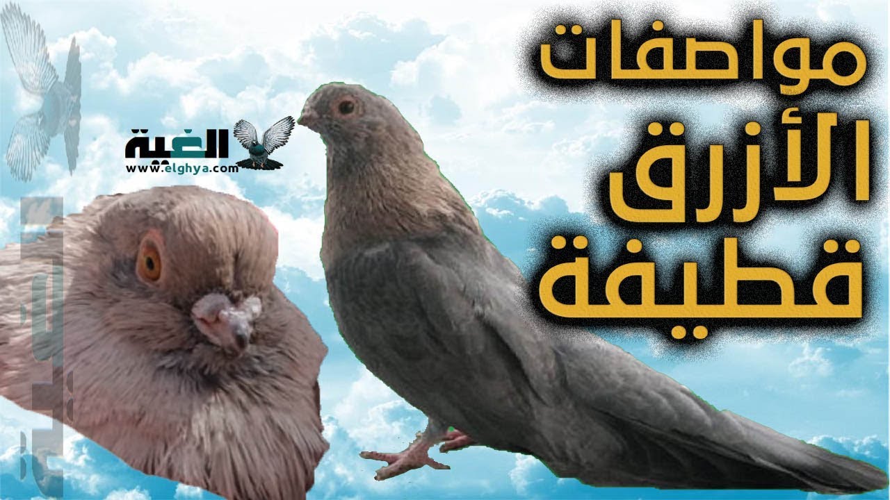 مواصفات الحمام الأزرق قطيفة من #الغية#العمدة